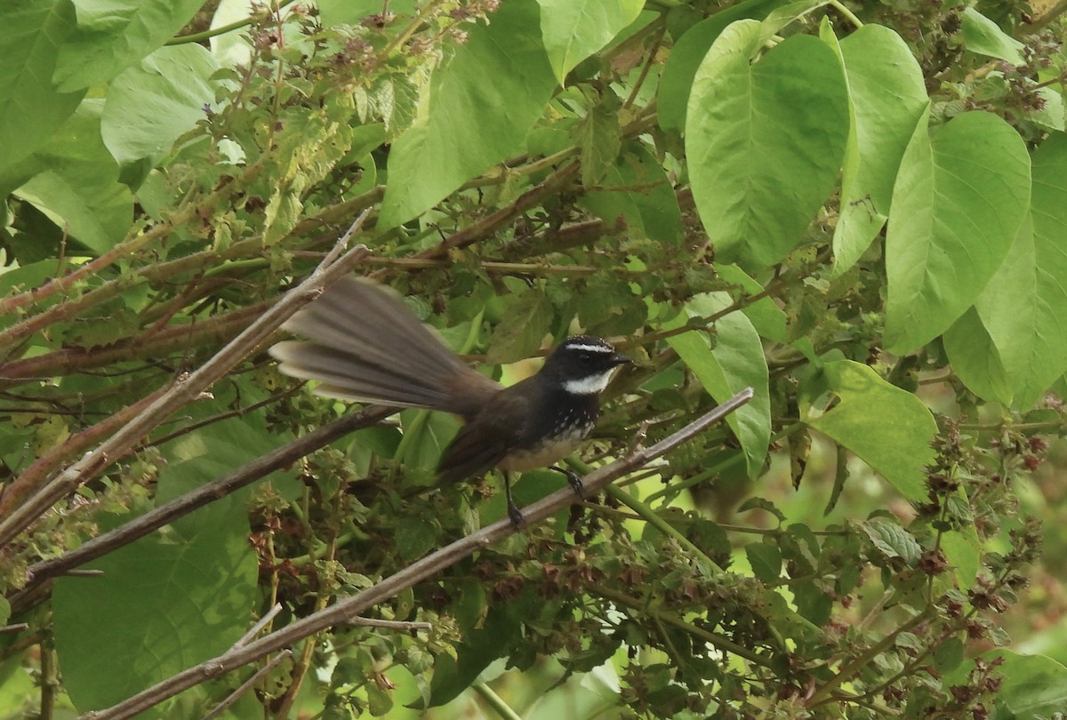 Spot-breasted Fantail - ML610685958