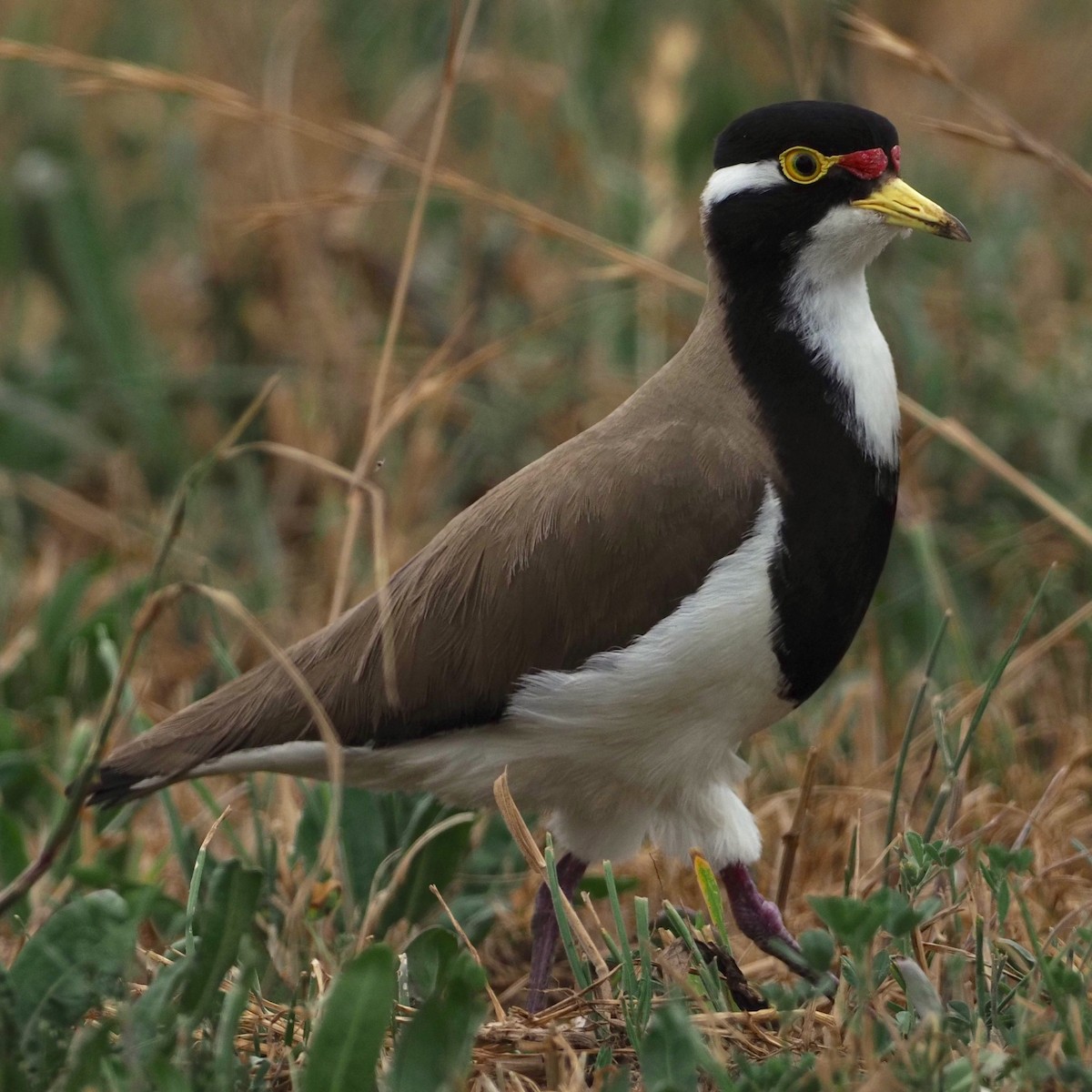Banded Lapwing - ML610686054