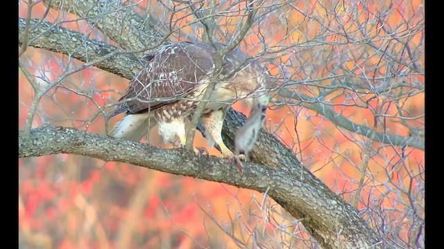 Red-tailed Hawk - ML610686099
