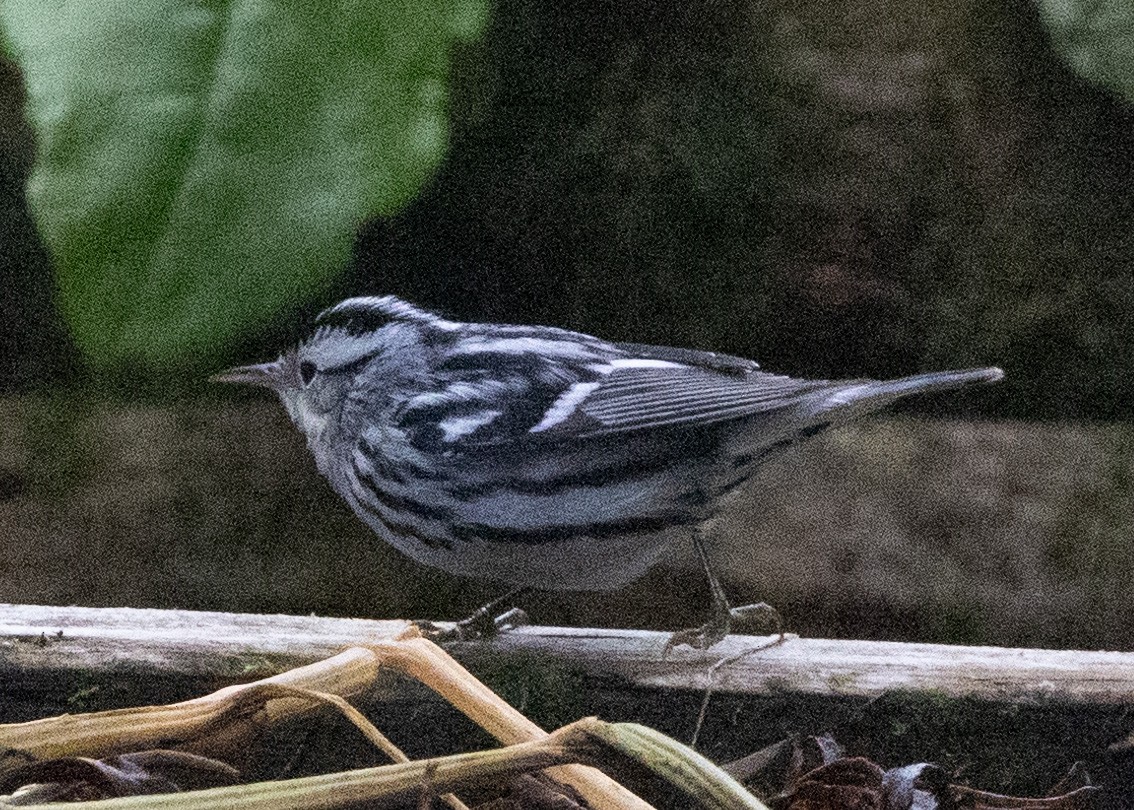Black-and-white Warbler - ML610686137