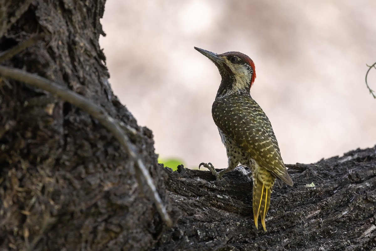 Golden-tailed Woodpecker (Golden-tailed) - ML610686146