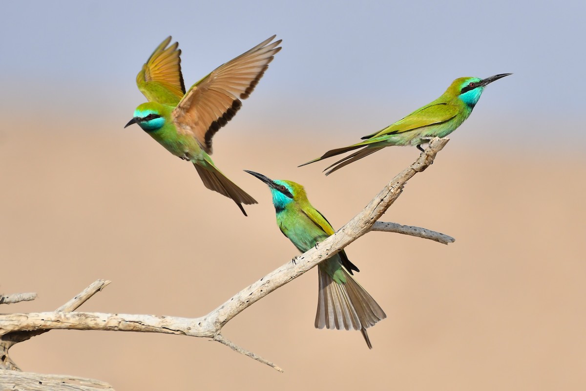 Arabian Green Bee-eater - ML610686358