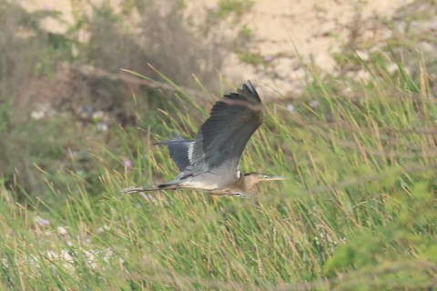 Grey heron (Ardea cinerea) perched on fishing net / fishnet / fish