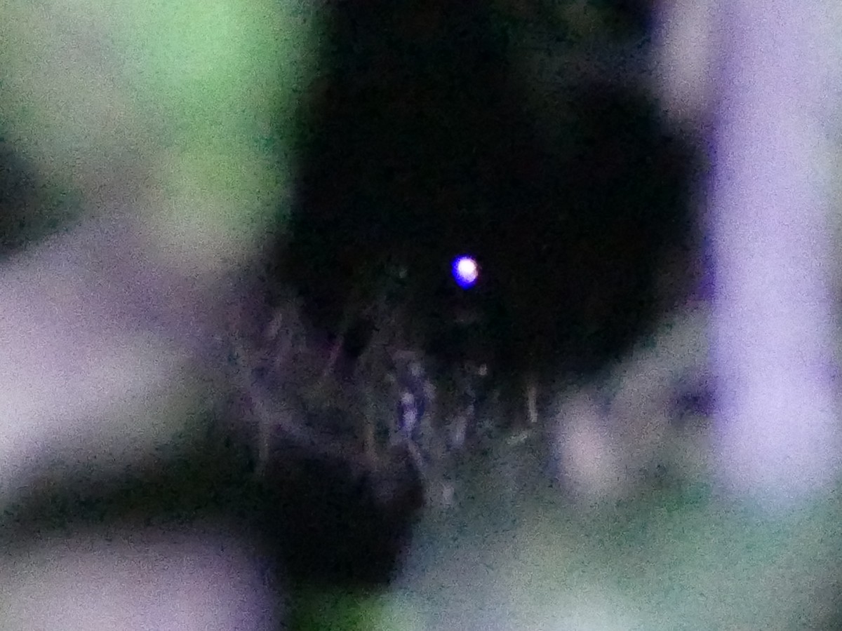 Silky-tailed Nightjar - ML610686664