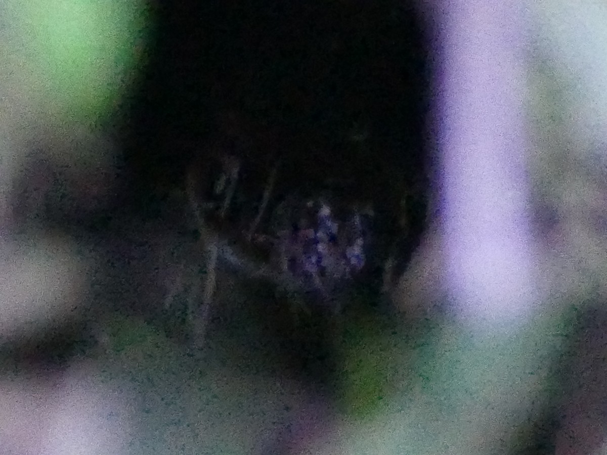 Silky-tailed Nightjar - ML610686665