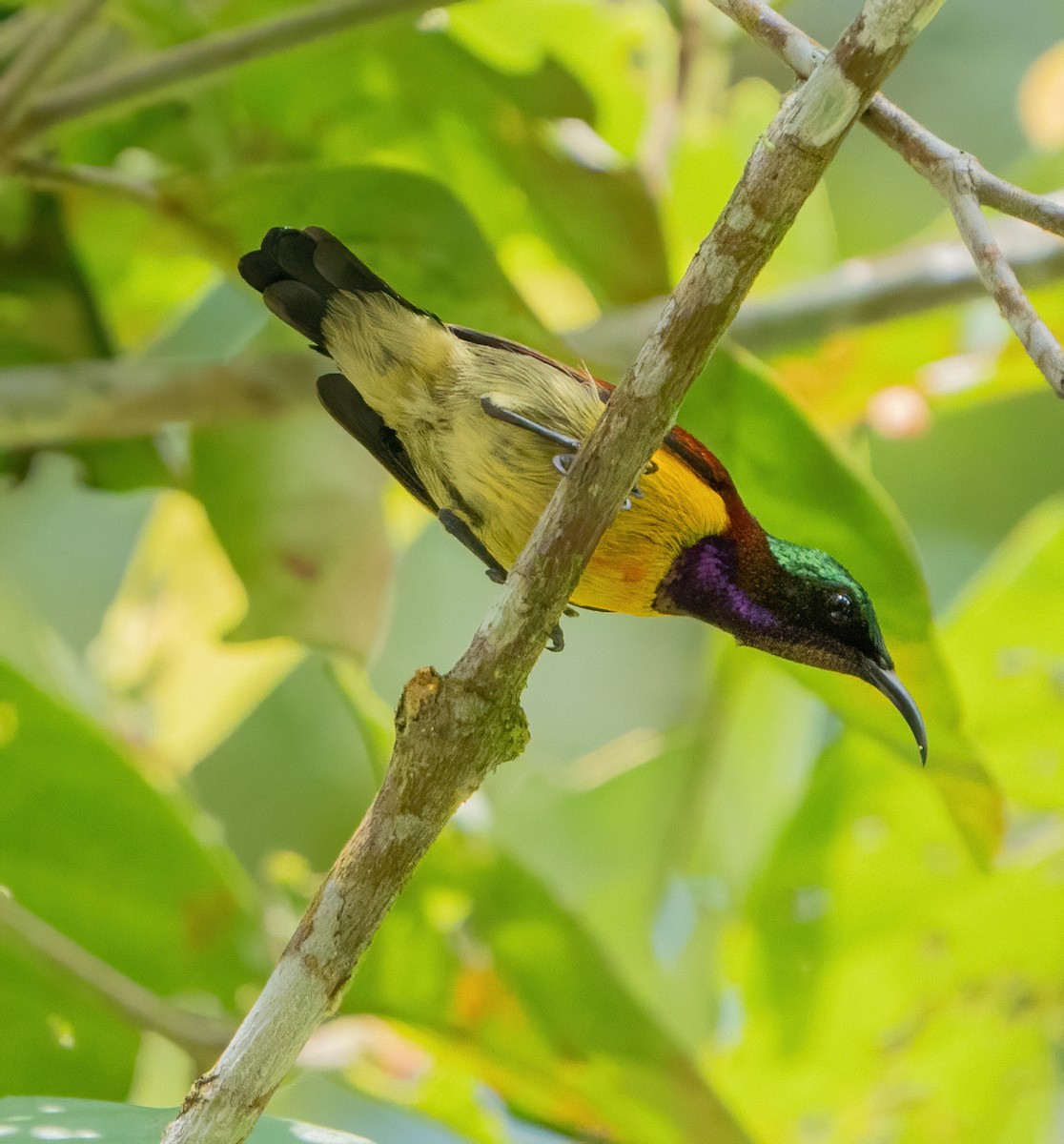 Purple-throated Sunbird (Orange-lined) - ML610686795