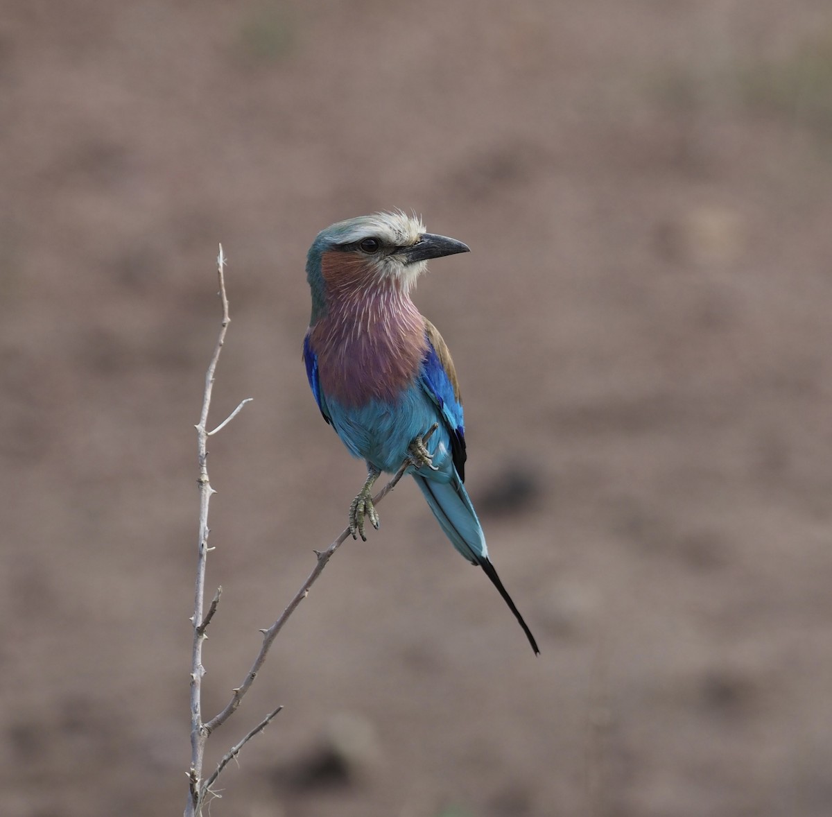 Lilac-breasted Roller - ML610686929