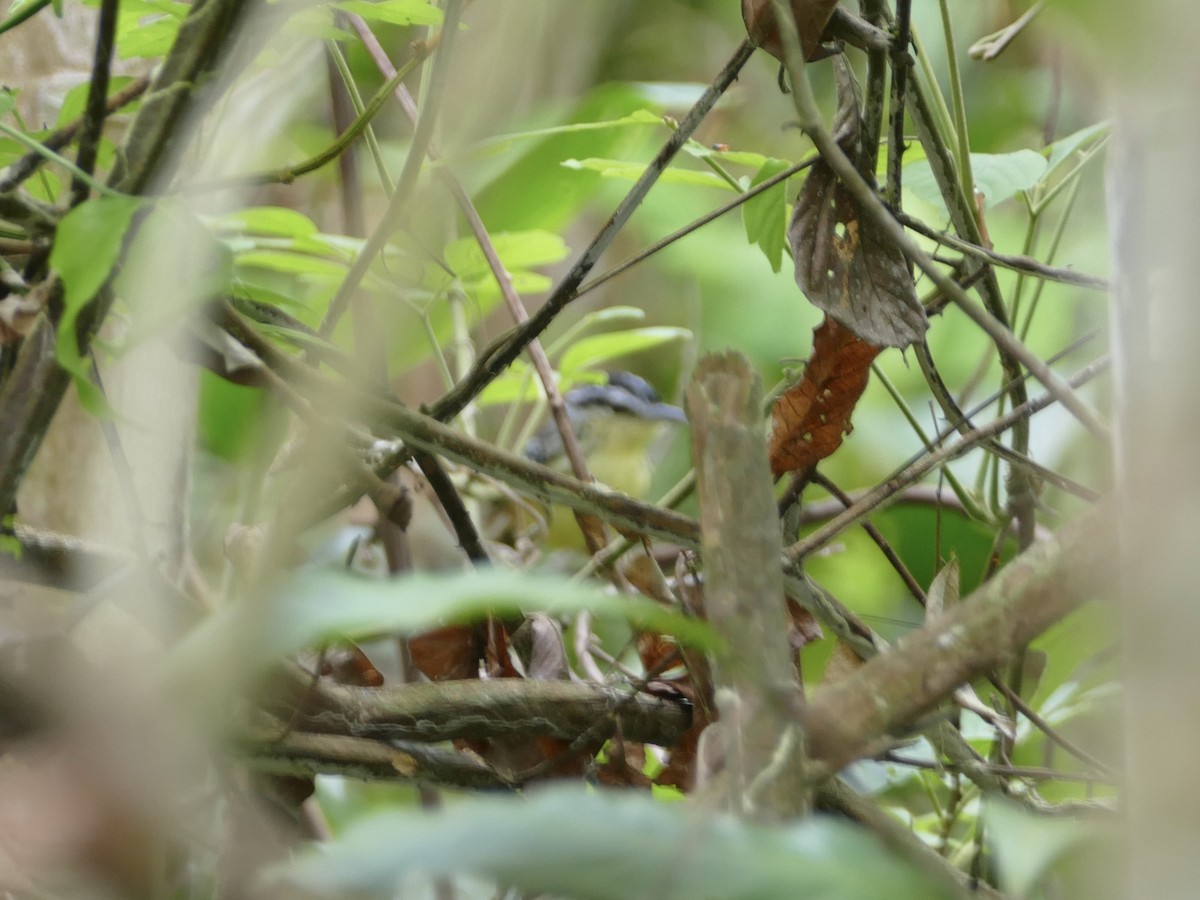 Yellow-breasted Warbling-Antbird - ML610687040