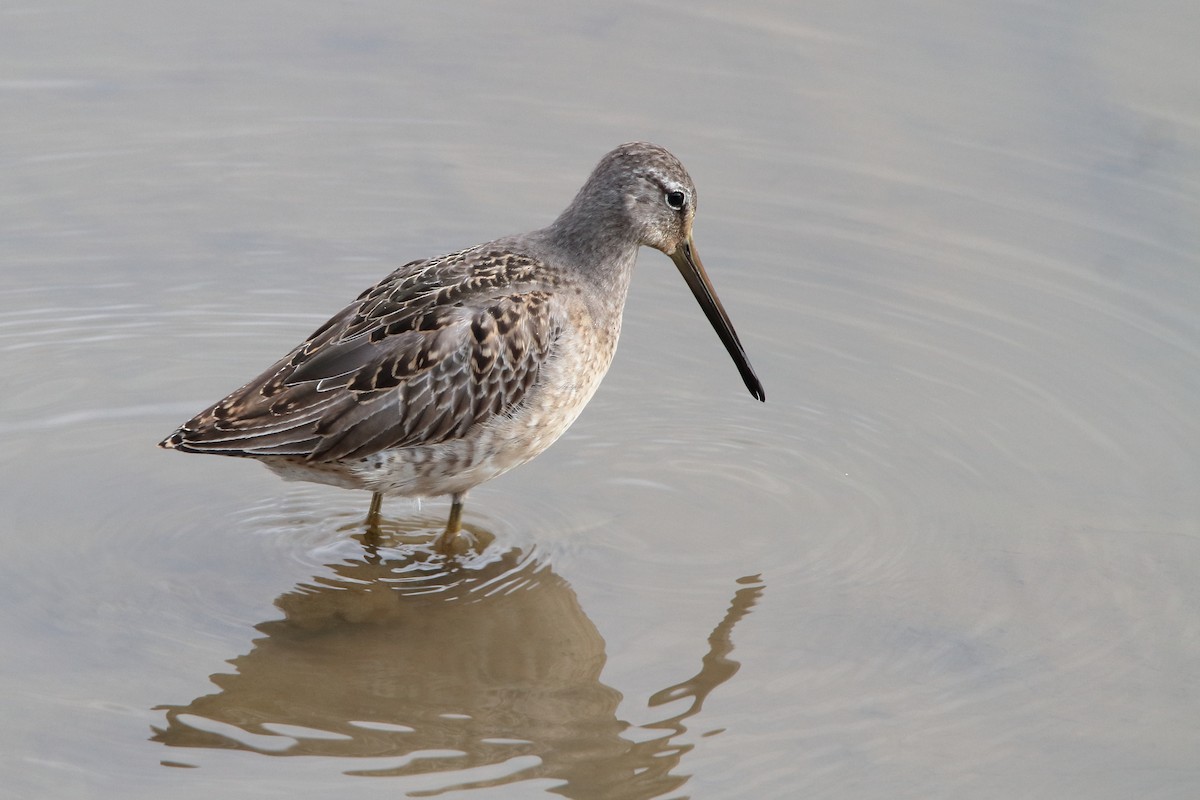 Long-billed Dowitcher - ML610687136