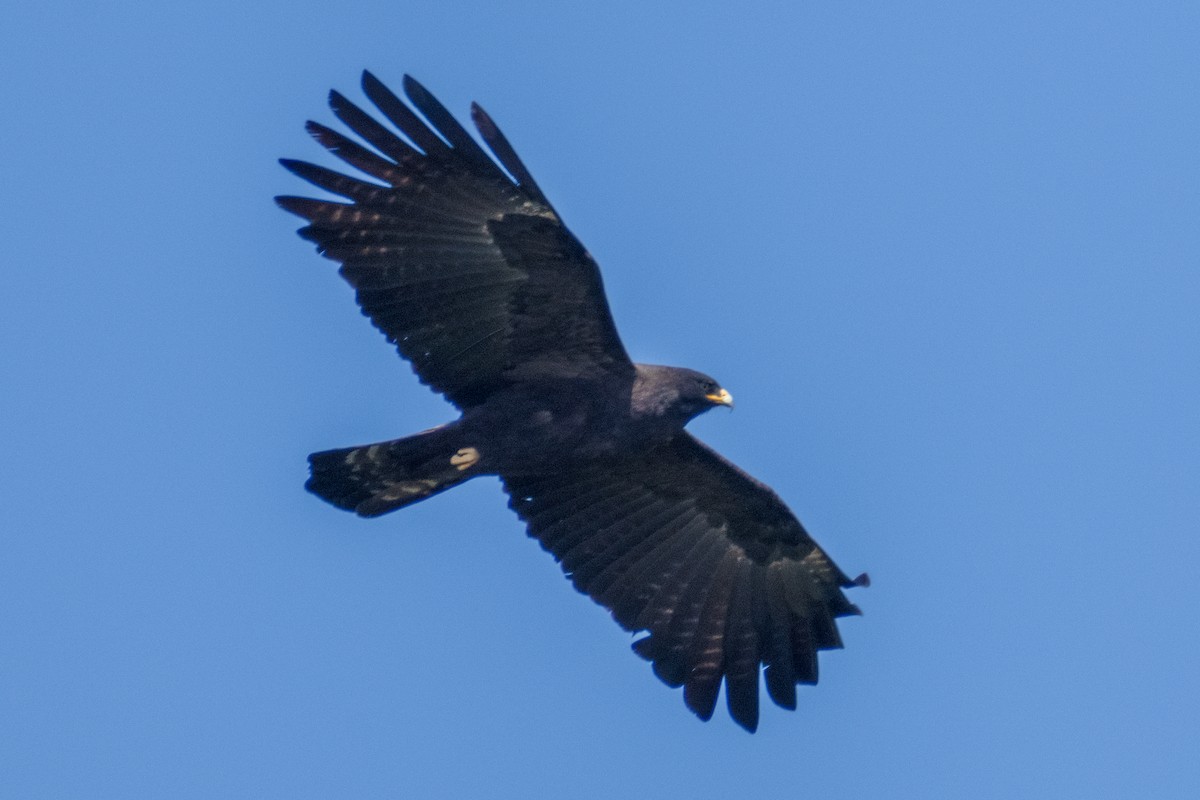 Black Eagle - ML610687152