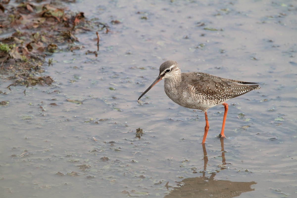 Spotted Redshank - ML610687169
