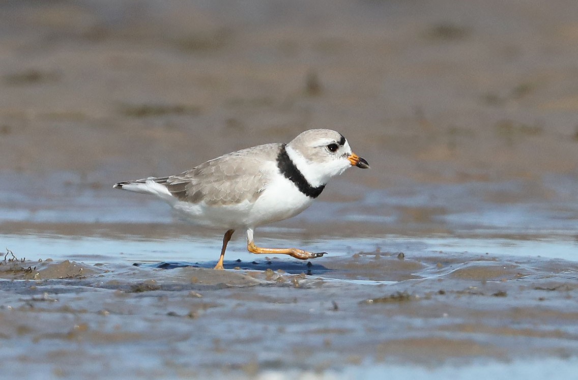 Piping Plover - ML610687258