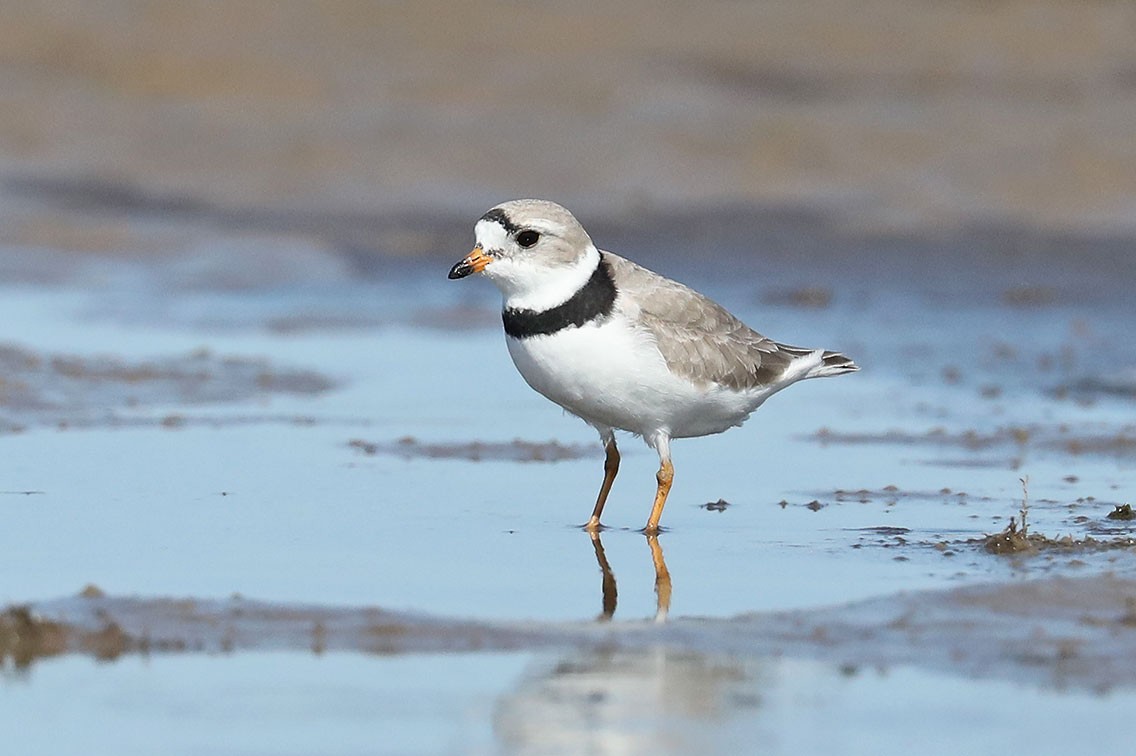 Piping Plover - ML610687263