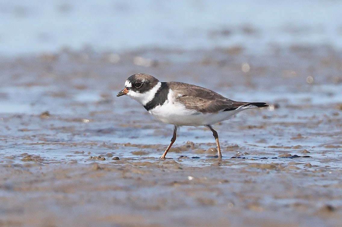 Semipalmated Plover - ML610687286