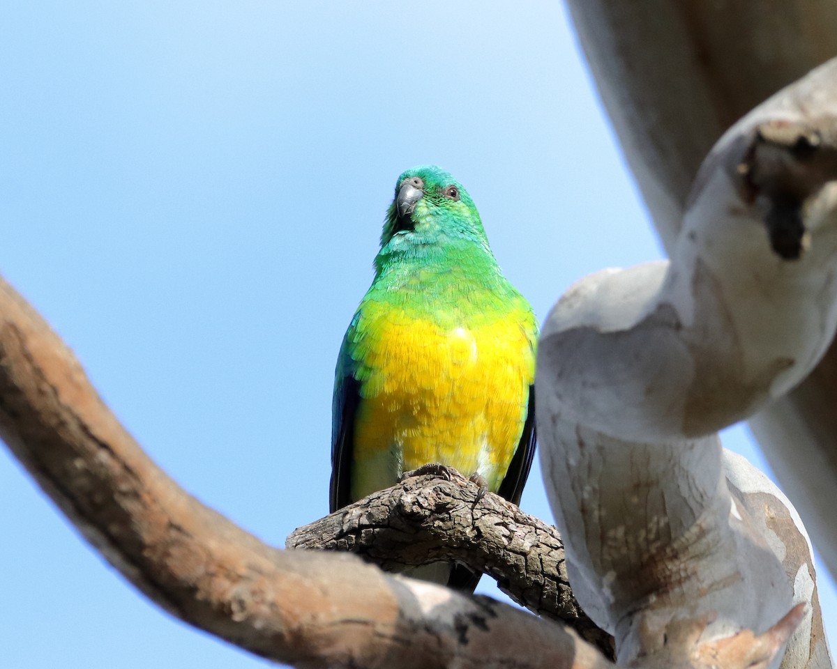 Red-rumped Parrot - ML610687498
