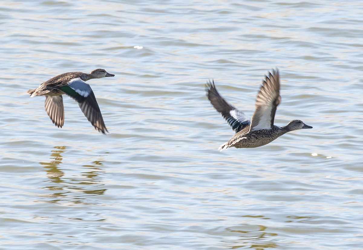 Blue-winged Teal - ML610687544