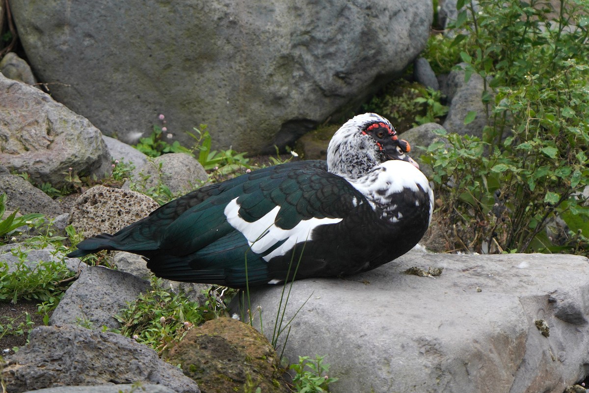 Muscovy Duck (Domestic type) - Jörg Albert