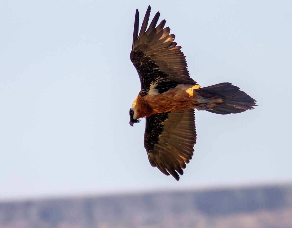 Bearded Vulture (African) - ML610687922
