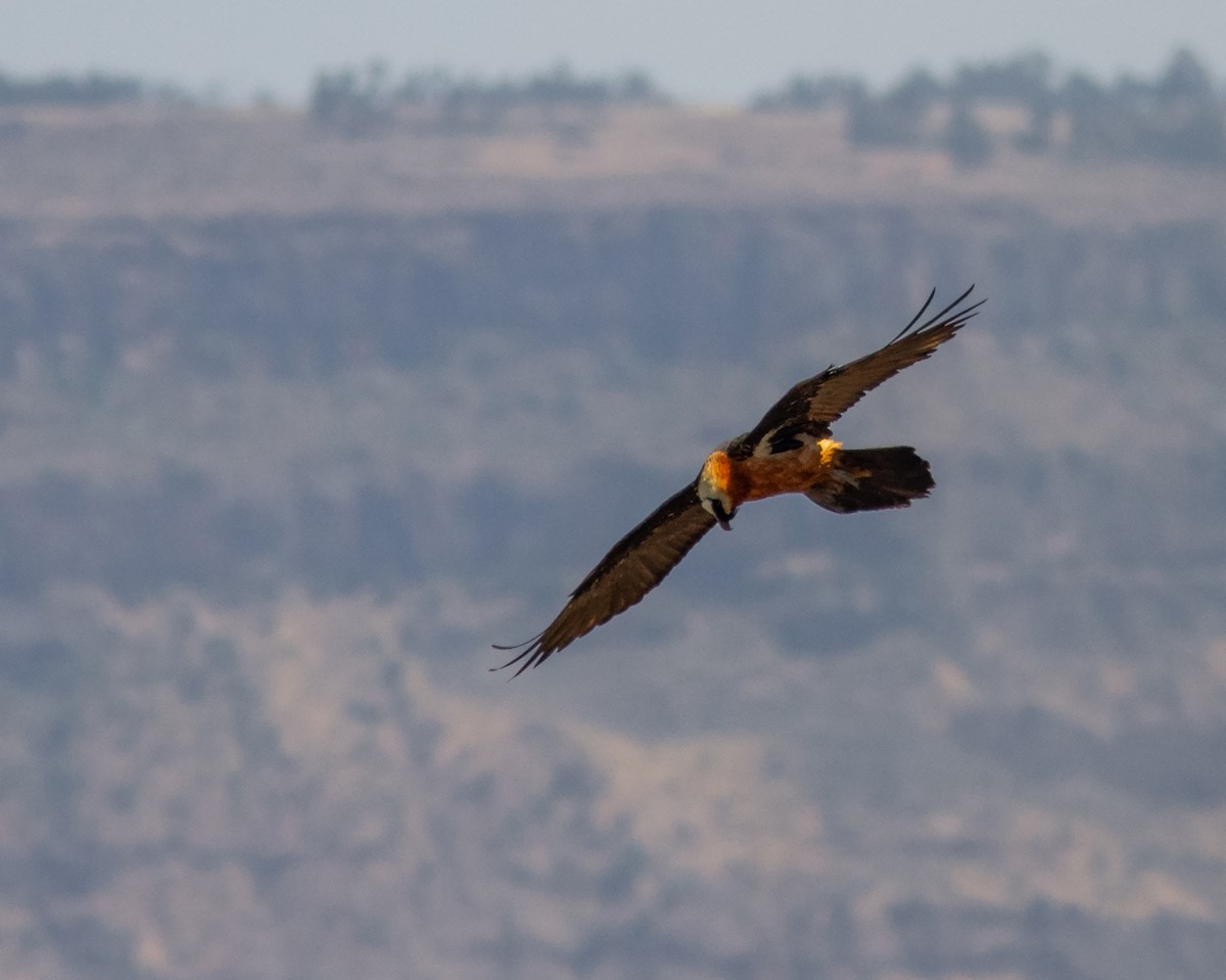 Bearded Vulture (African) - ML610687924