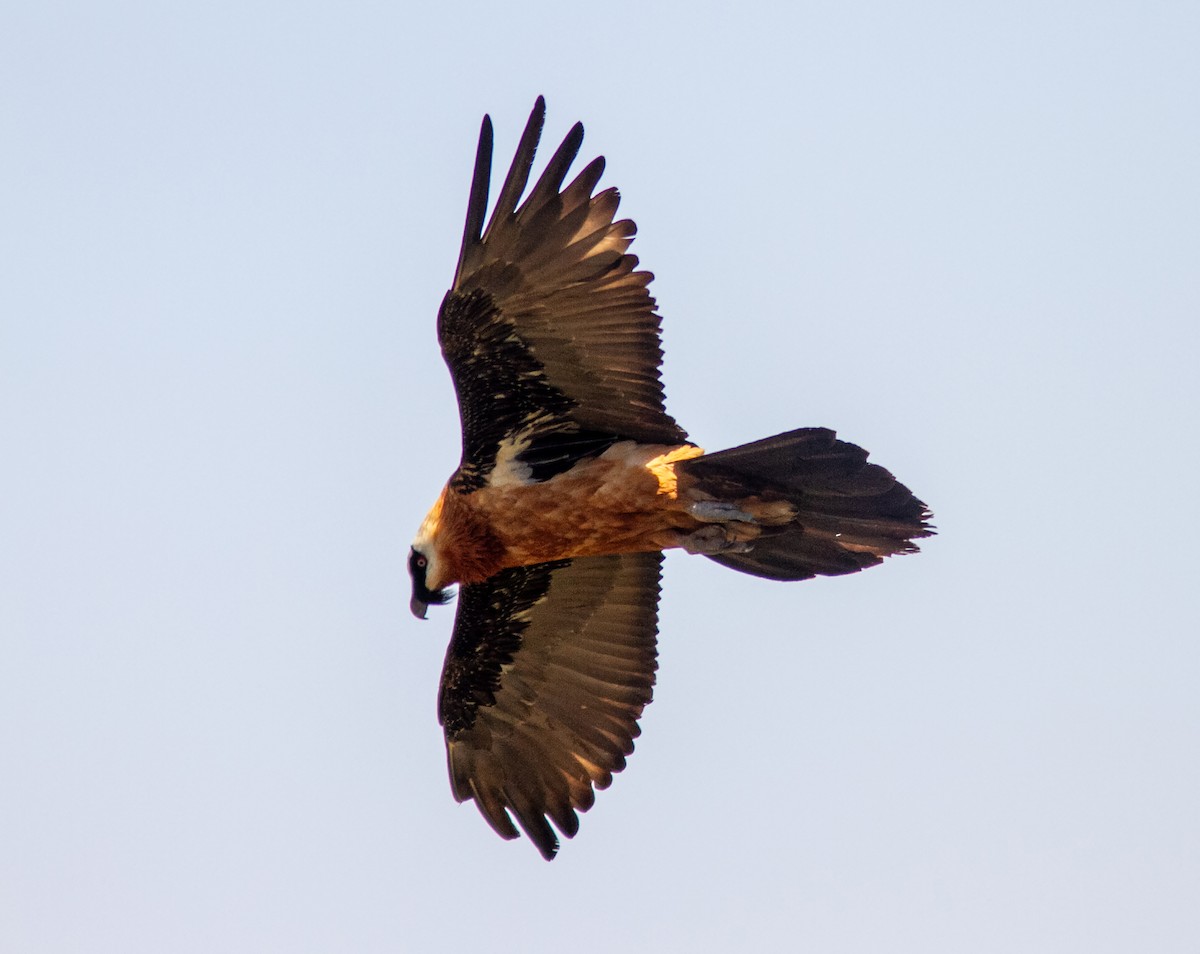Bearded Vulture (African) - ML610687927