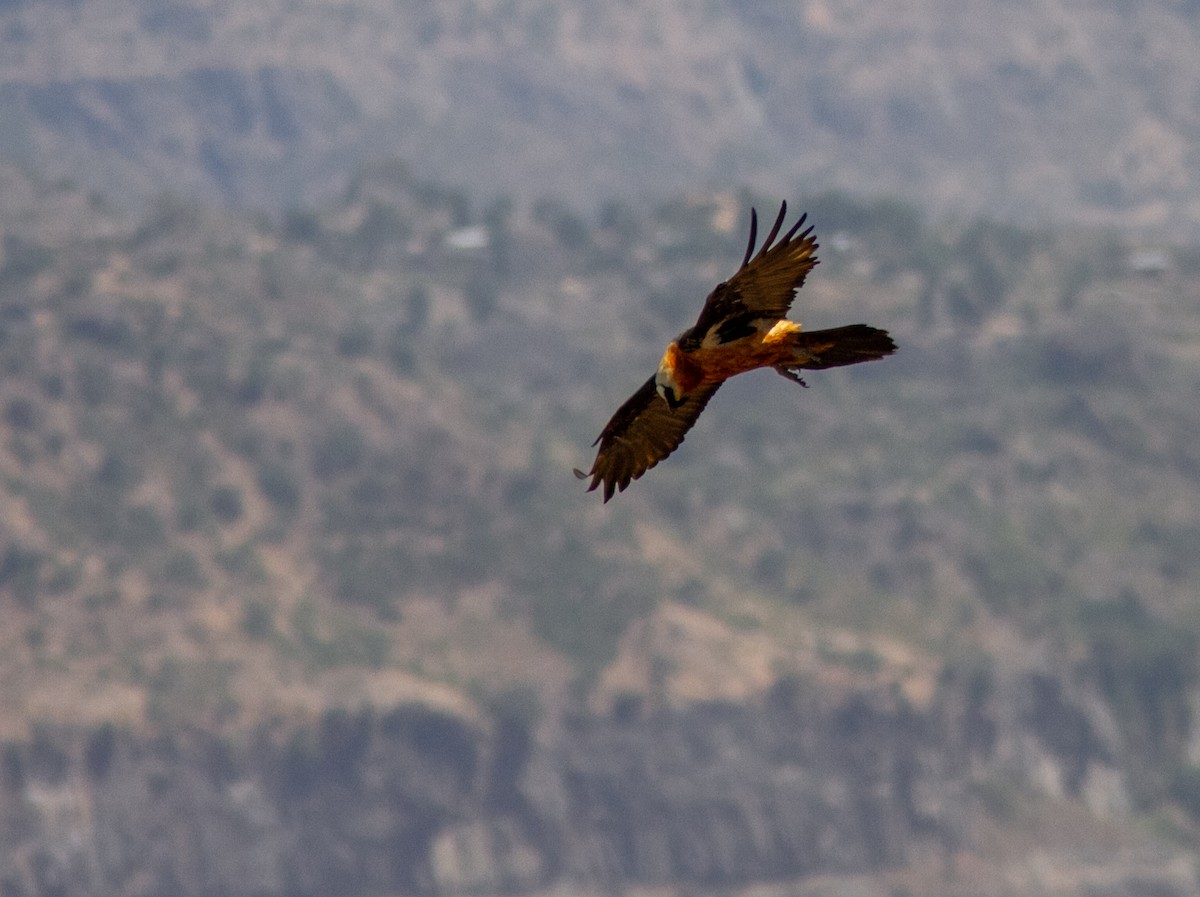 Bearded Vulture (African) - ML610687930