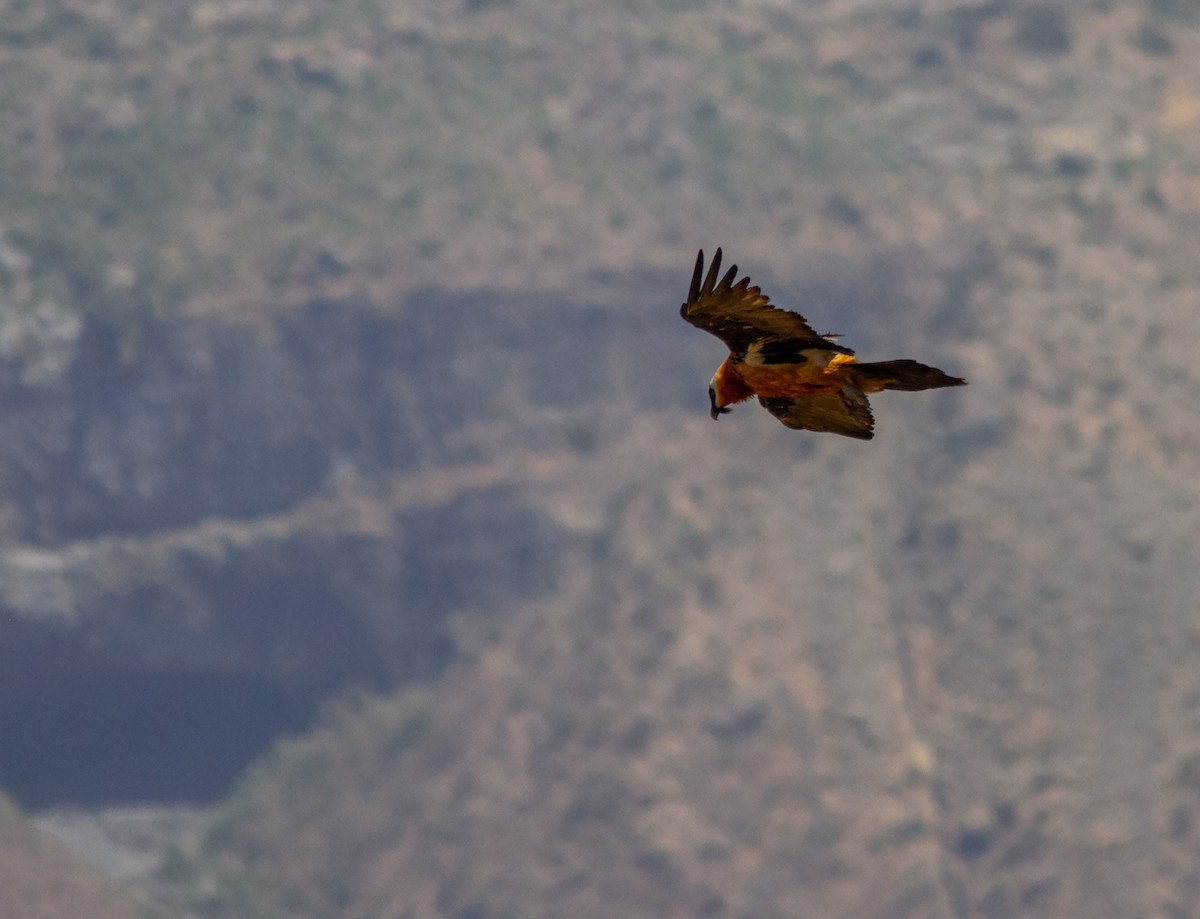 Bearded Vulture (African) - ML610687936