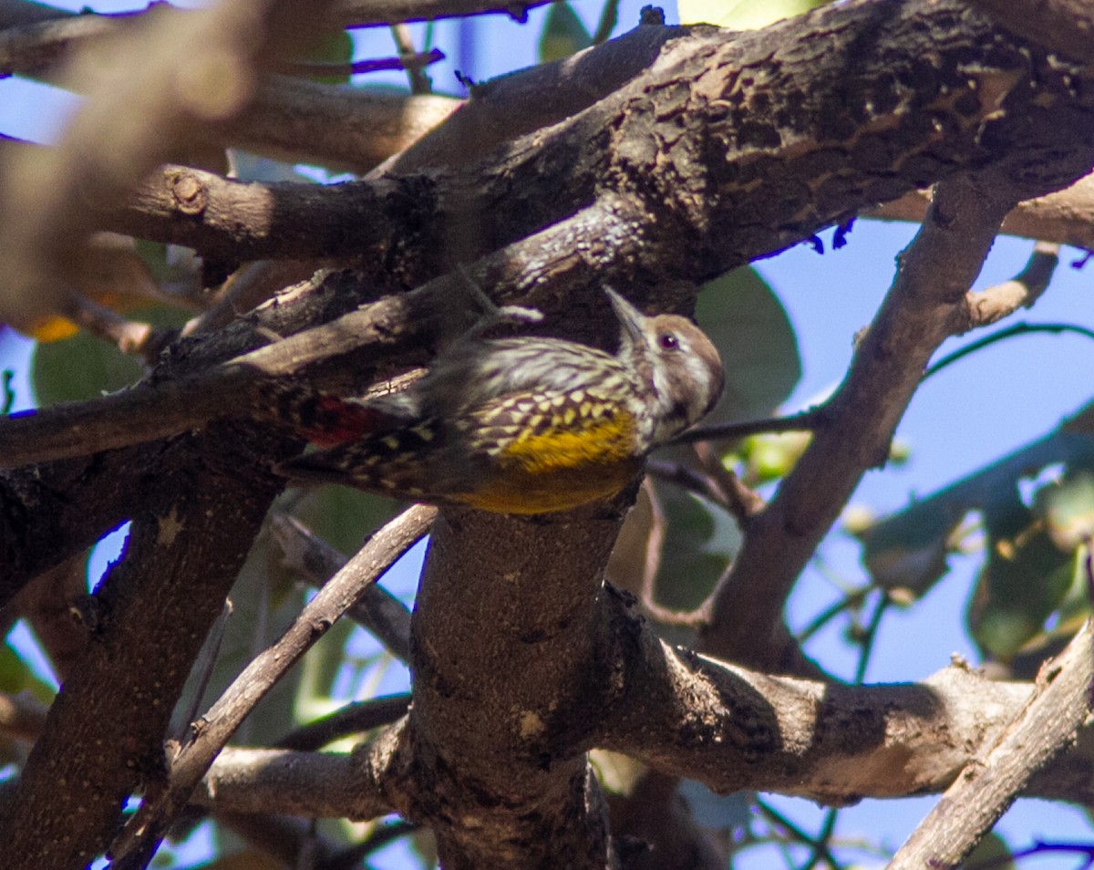 Abyssinian Woodpecker - ML610688135