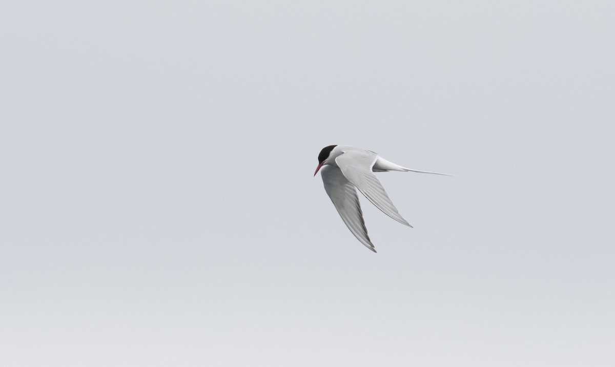 Arctic Tern - ML610688337