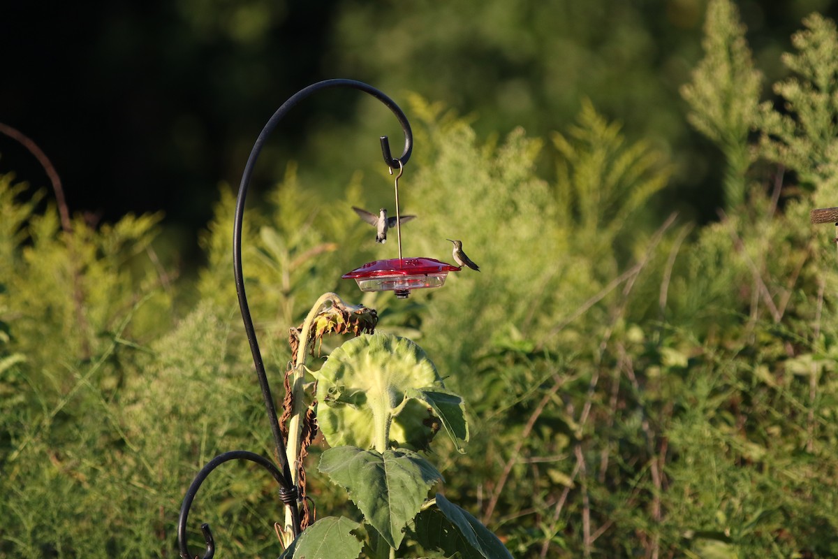 Ruby-throated Hummingbird - ML610688399