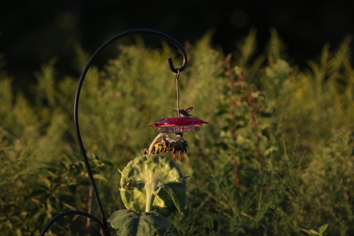 Ruby-throated Hummingbird - ML610688401