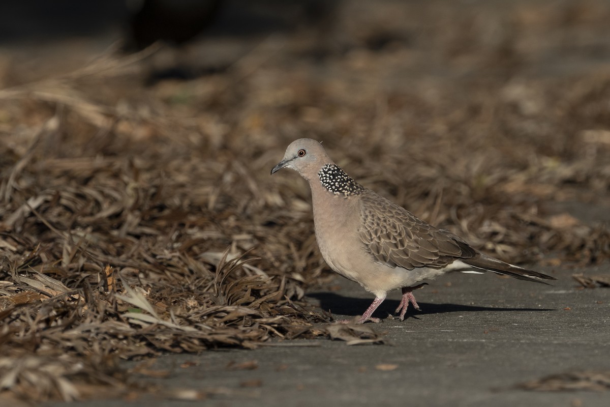 Spotted Dove - ML610688422