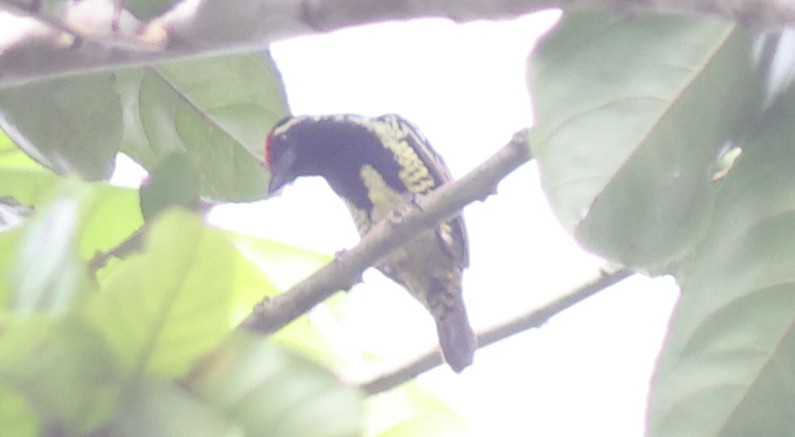Yellow-spotted Barbet - ML610688460