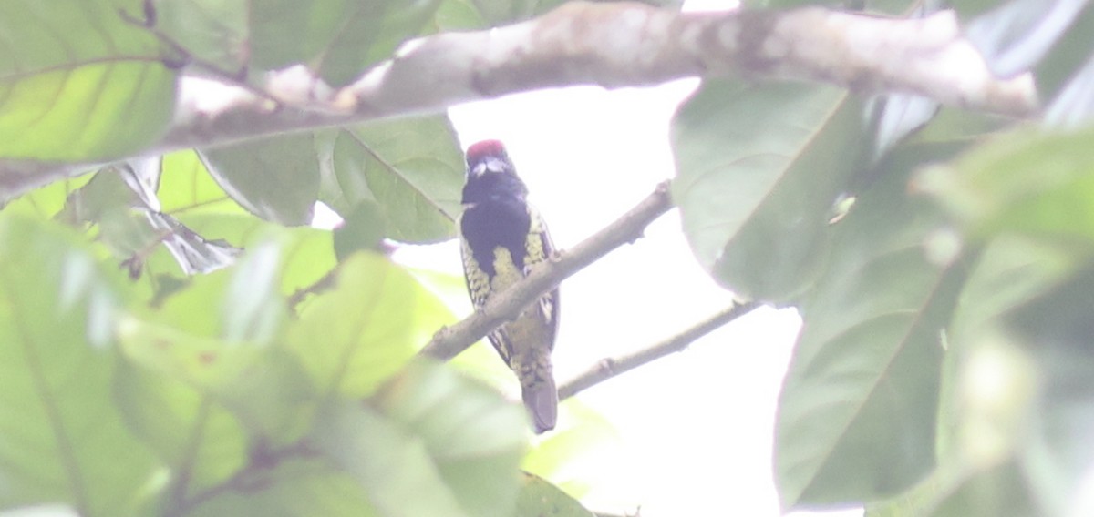 Yellow-spotted Barbet - ML610688461