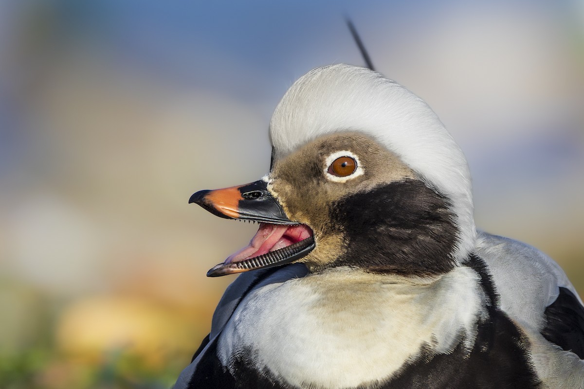 Long-tailed Duck - ML610689180
