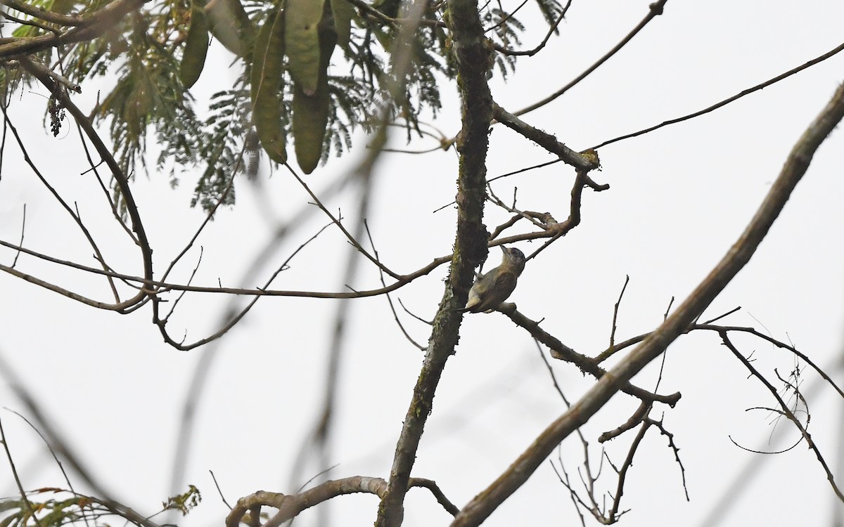 Fine-barred Piculet - ML610689240