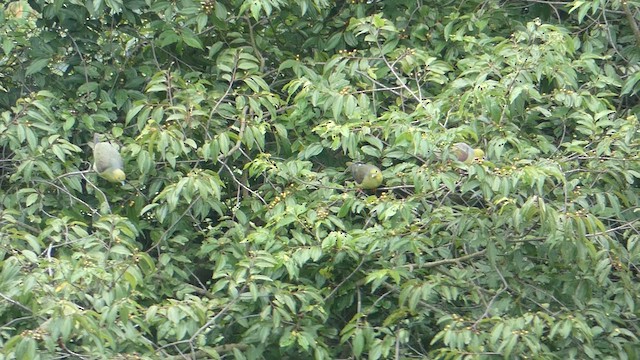 Wedge-tailed Green-Pigeon - ML610689679