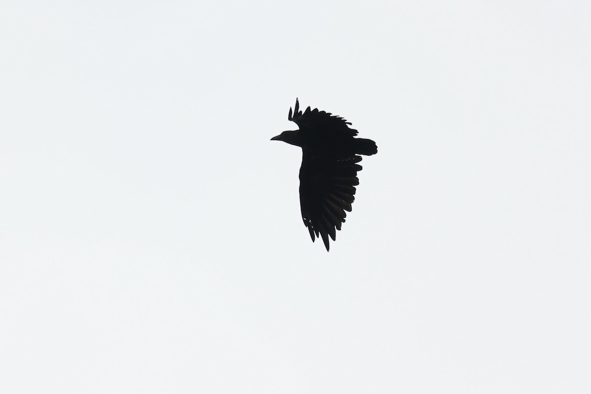 Fan-tailed Raven - ML610689819
