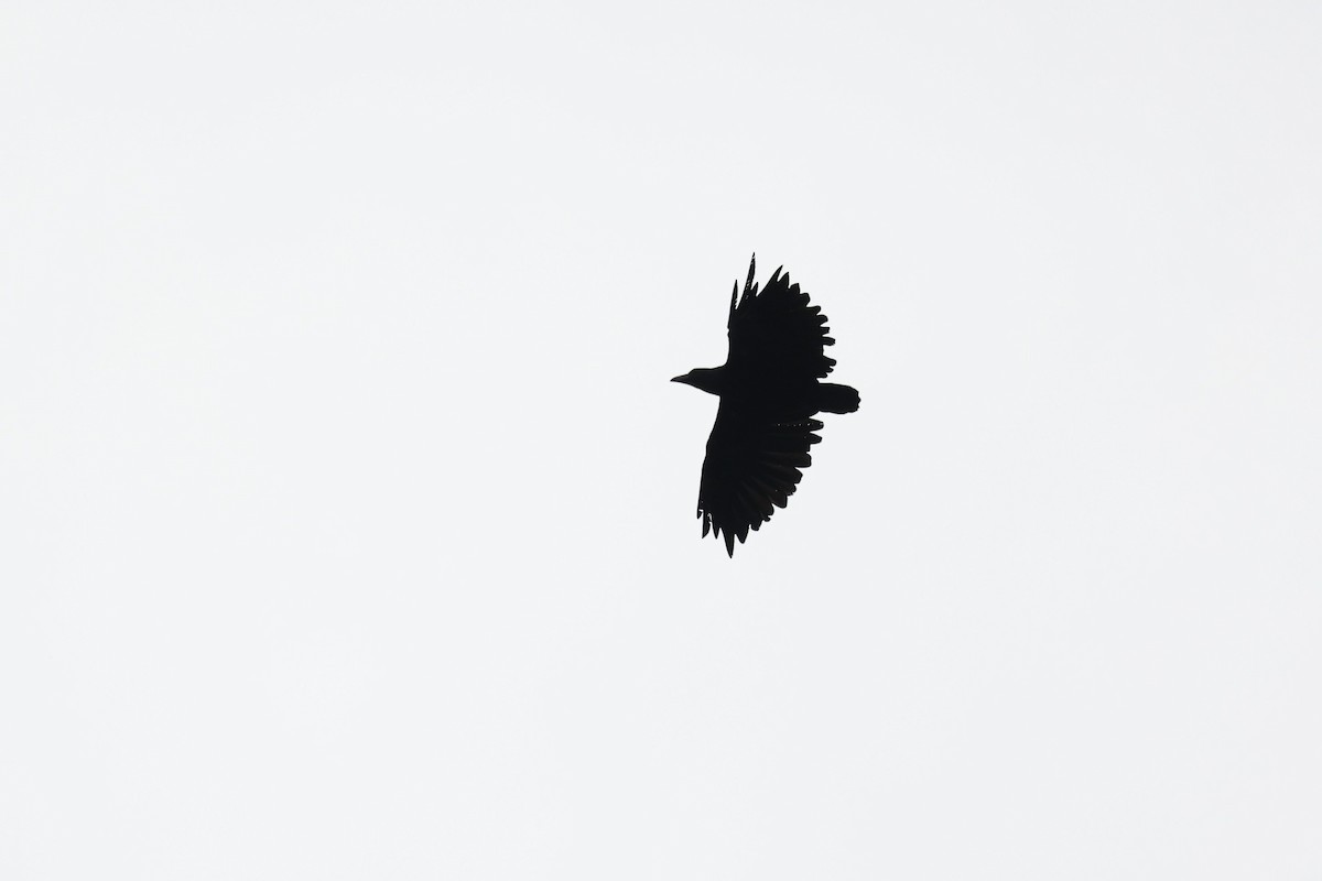 Fan-tailed Raven - ML610689820