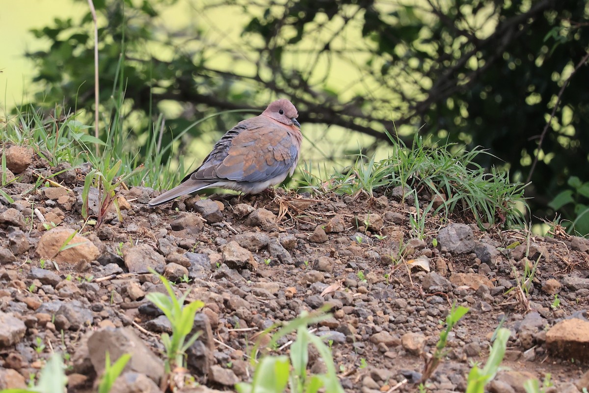 Laughing Dove - ML610689978
