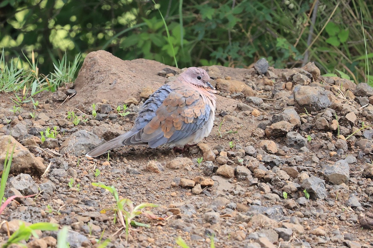 Laughing Dove - ML610690043