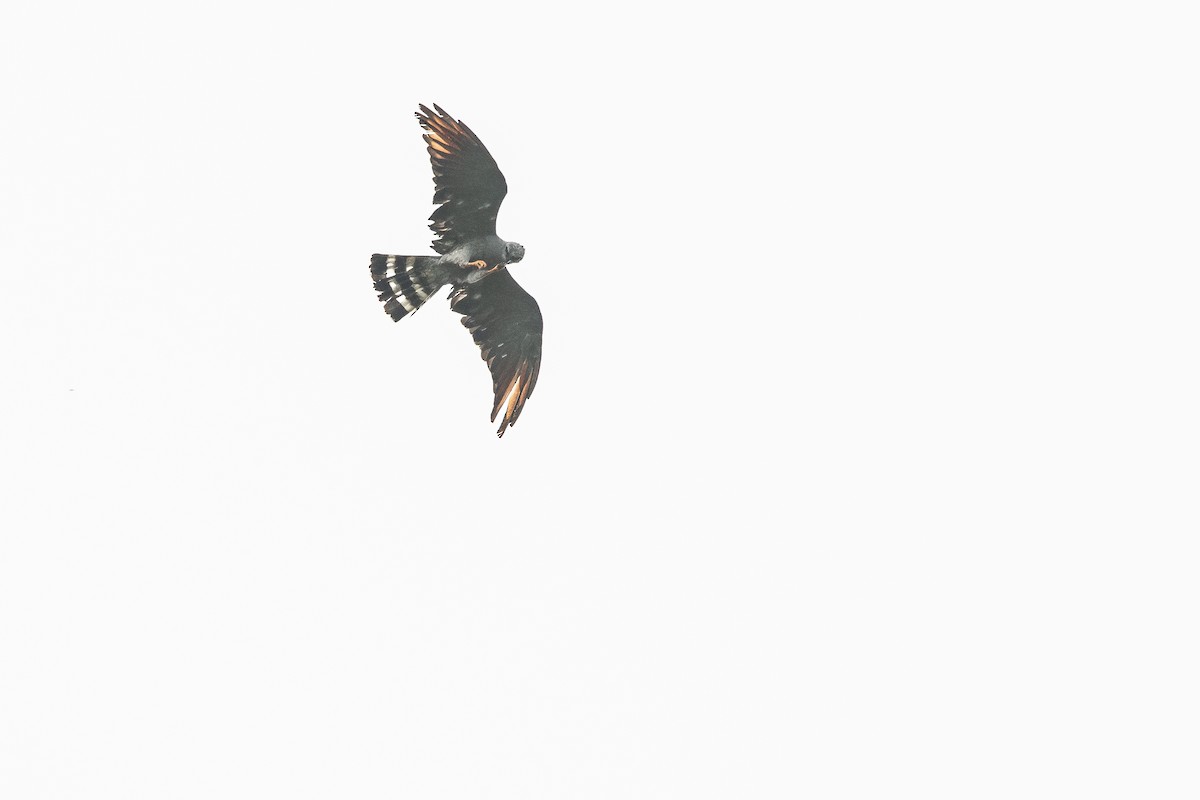 Plumbeous Kite - ML610690289