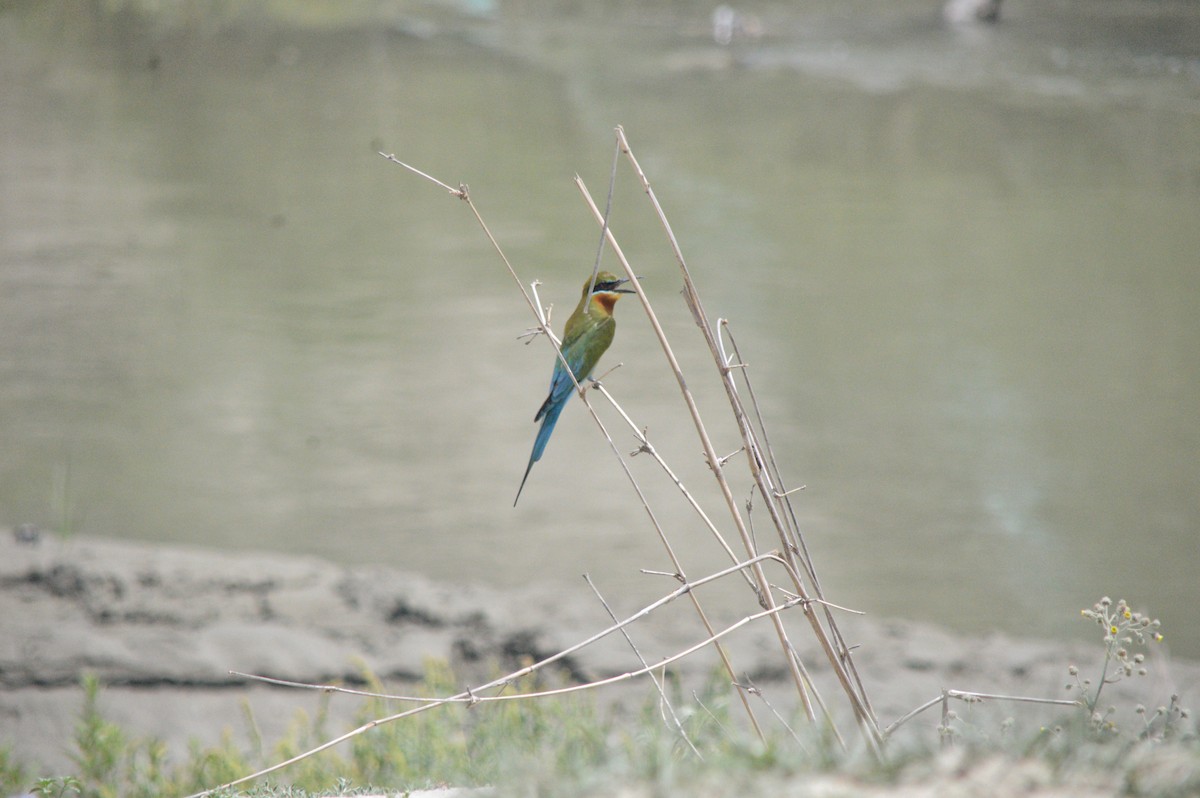 Blue-tailed Bee-eater - ML610690478