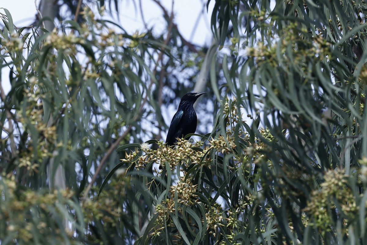 Hair-crested Drongo - ML610690481