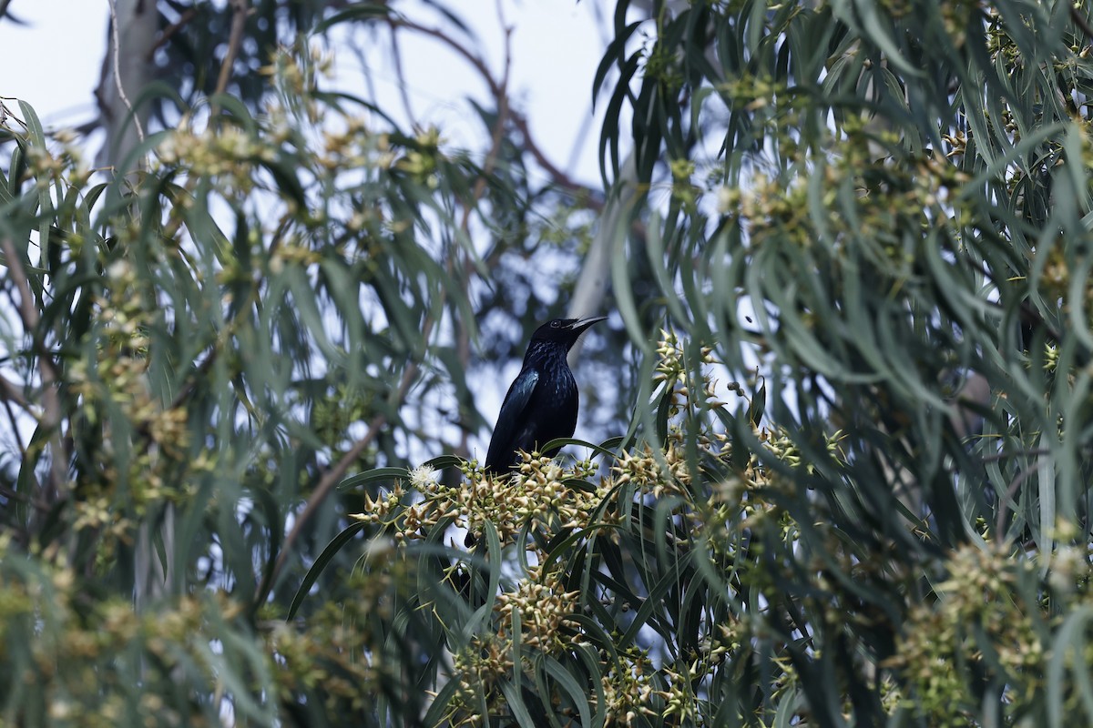 Hair-crested Drongo - ML610690483