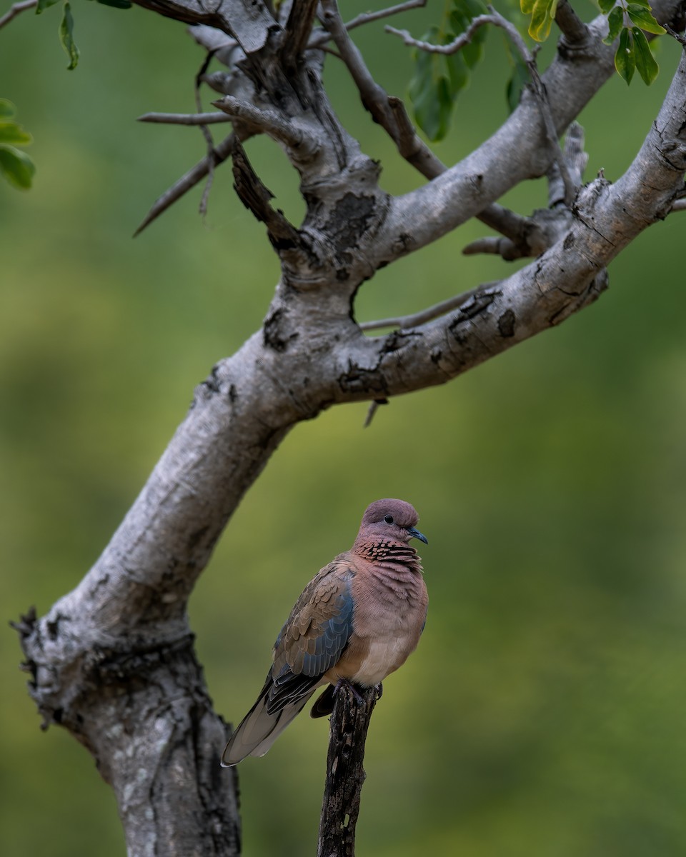 Laughing Dove - ML610690551