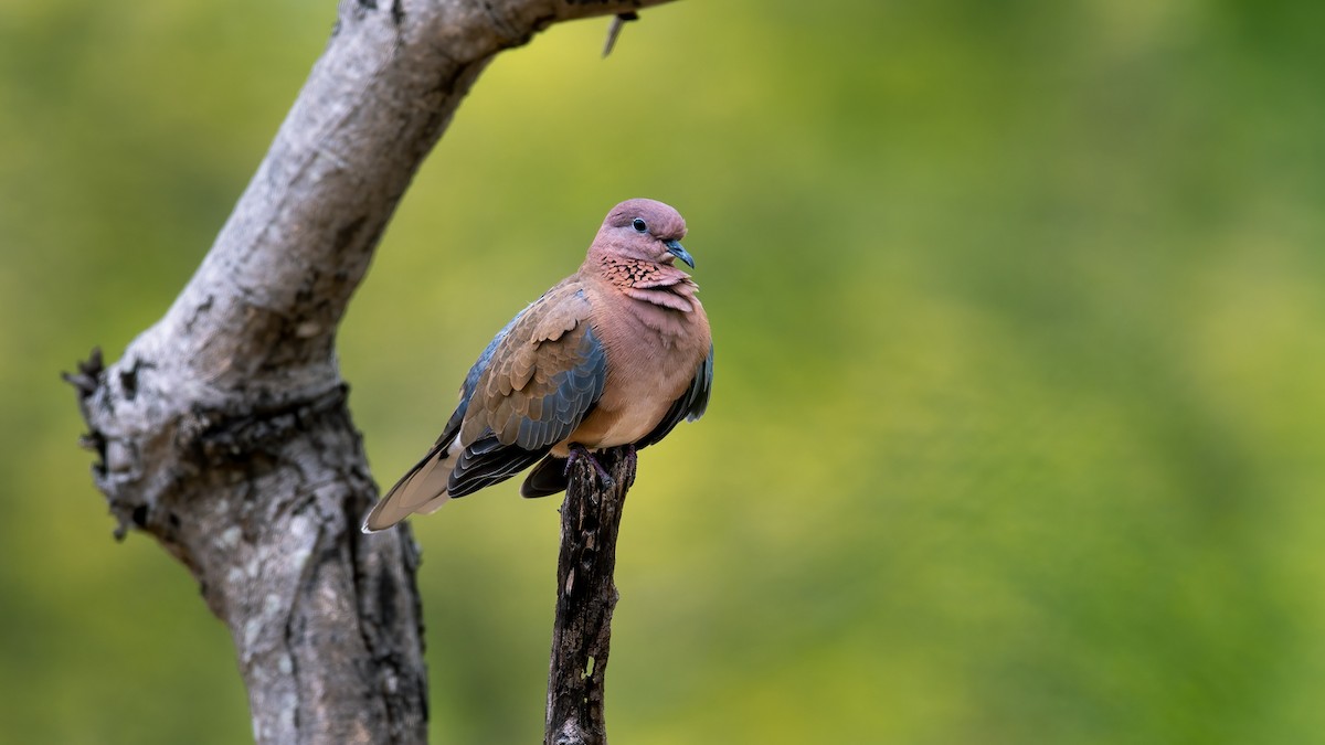 Laughing Dove - ML610690552