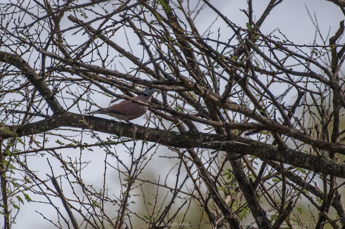 Red Collared-Dove - ML610690569