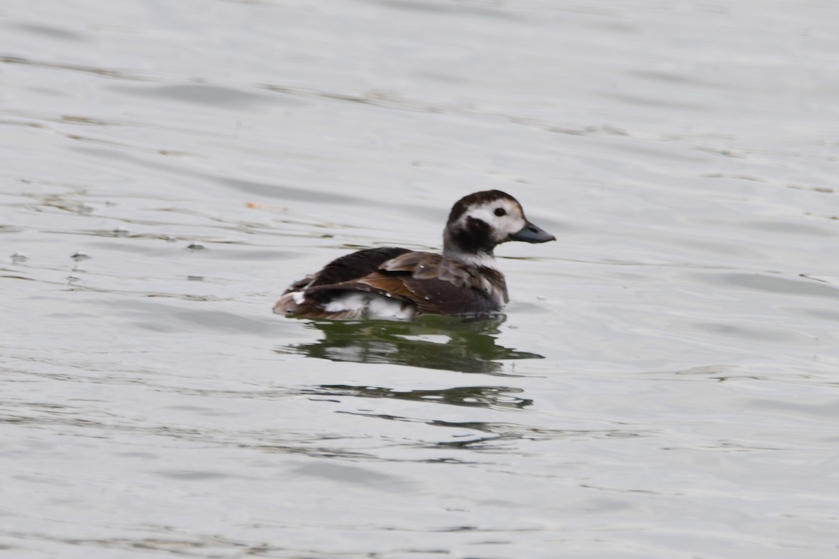 Long-tailed Duck - ML610690723