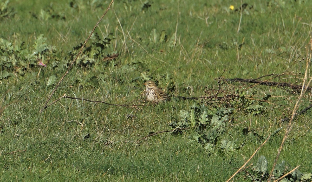 Meadow Pipit - ML610690984