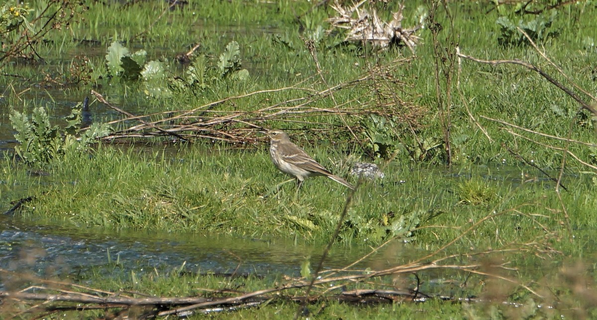 Water Pipit - ML610690988
